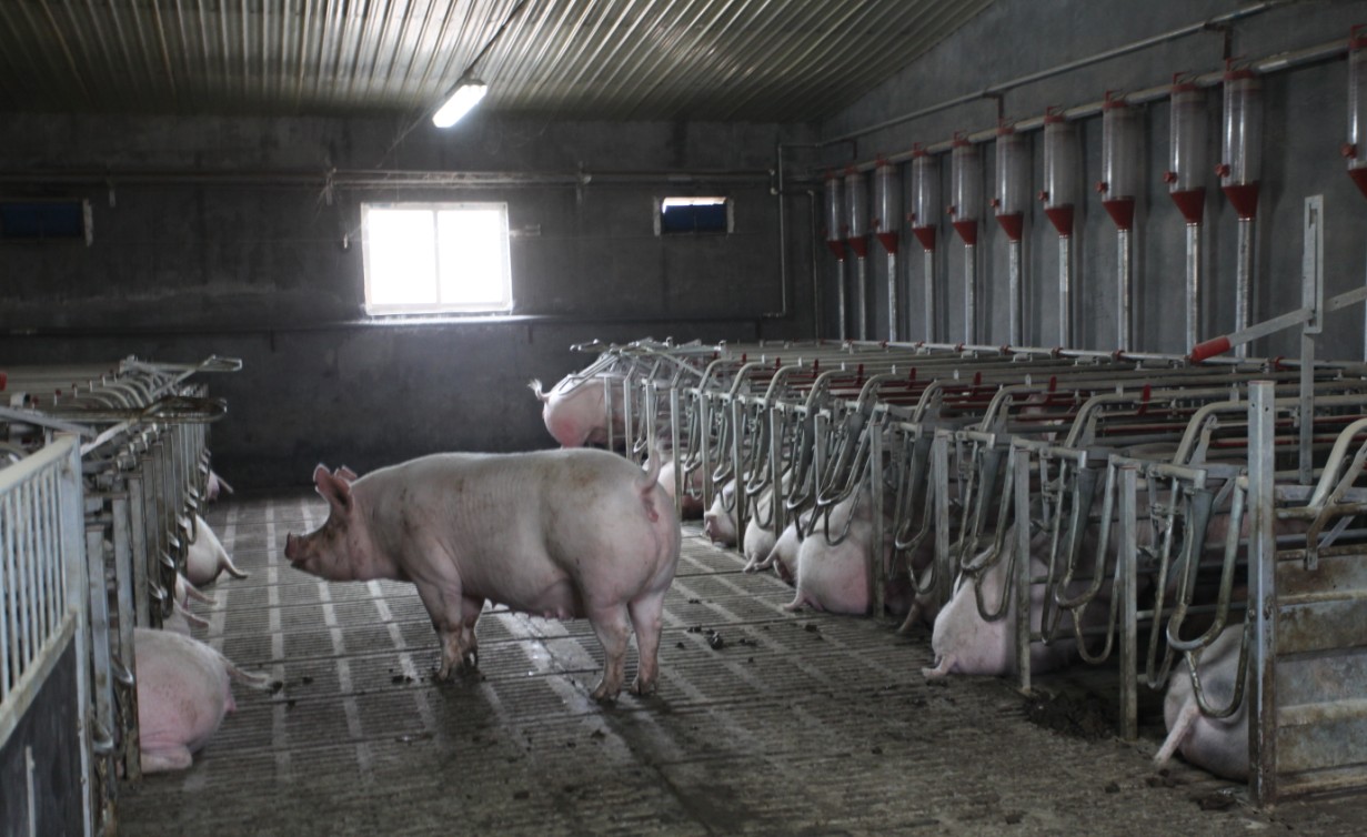 潍坊乔新-丹麦养殖模式的高标准原种猪场